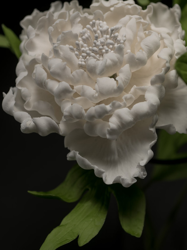 Sugar peony